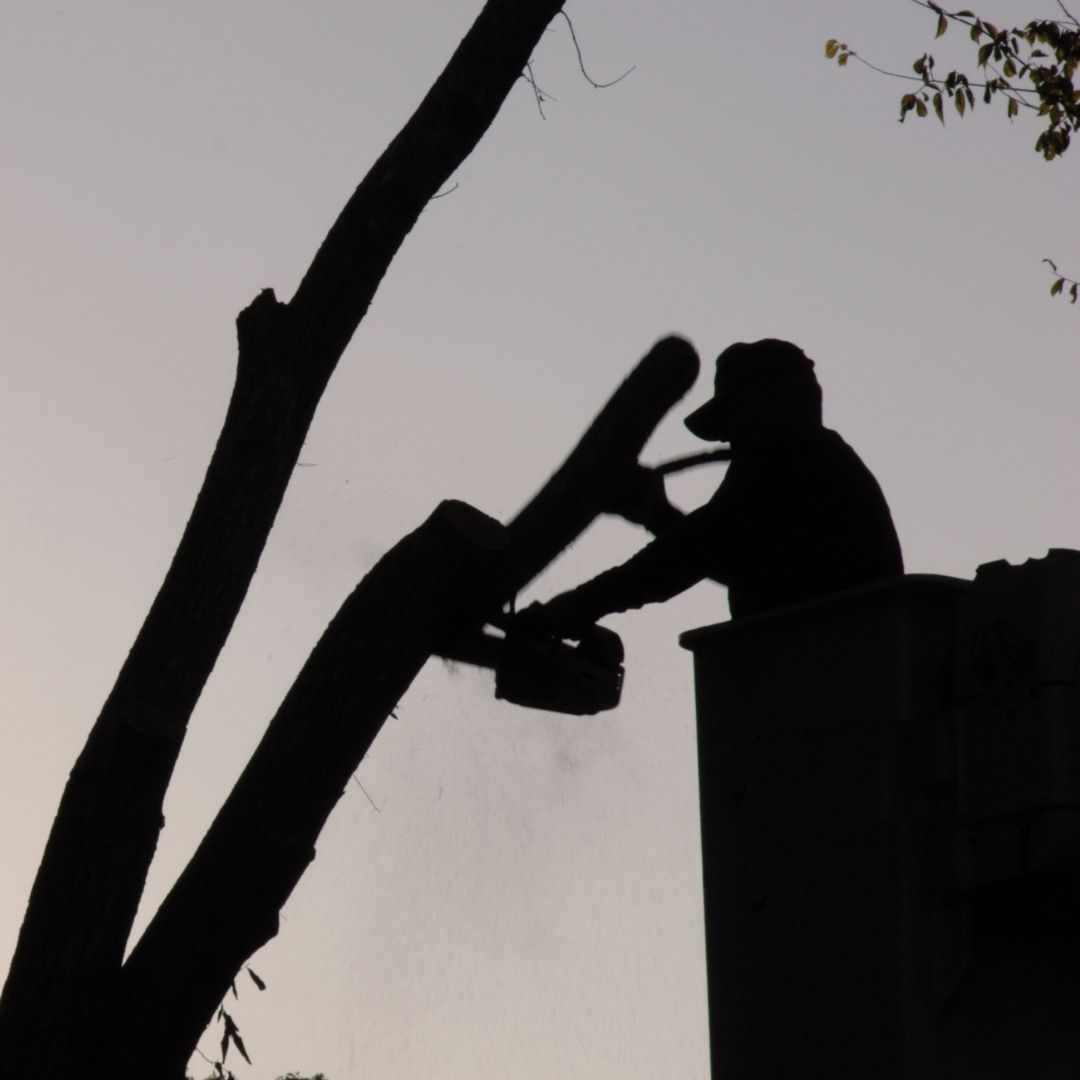 Certified arborist cutting a tree