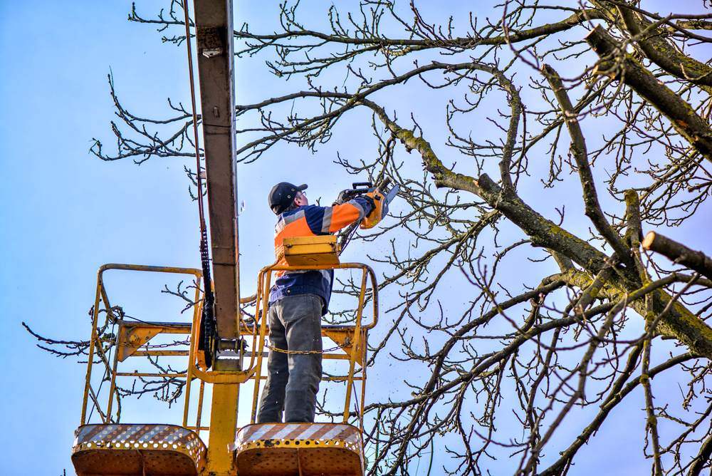 Tree Trimming