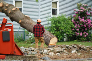 Removing a Dangerous Tree in Johnson City TN