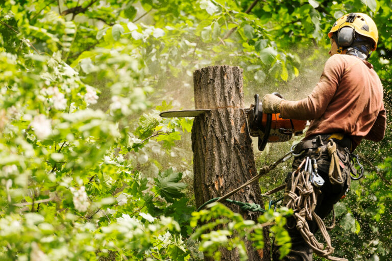 Tree Removal Kingsport TN, Bristol TN, Johnson City TN