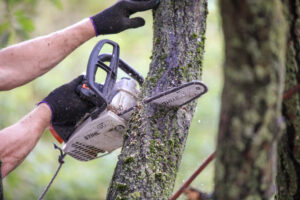 Removing a Tree in Bristol TN