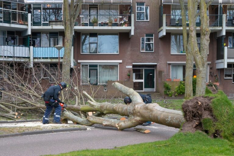 Emergency Tree Service in Kingsport TN