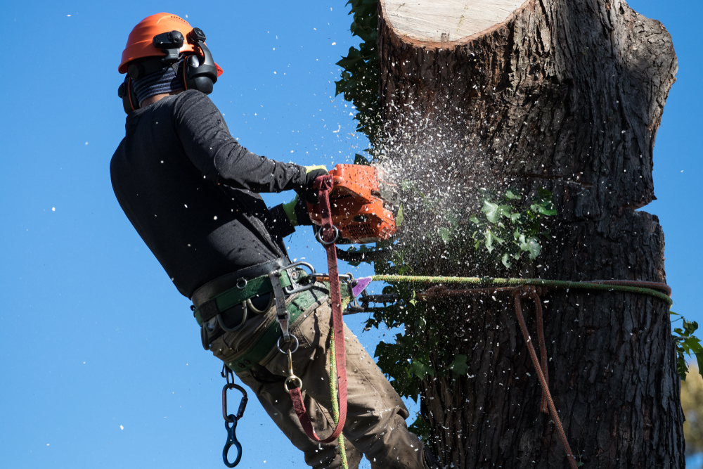 Tree Service Provider