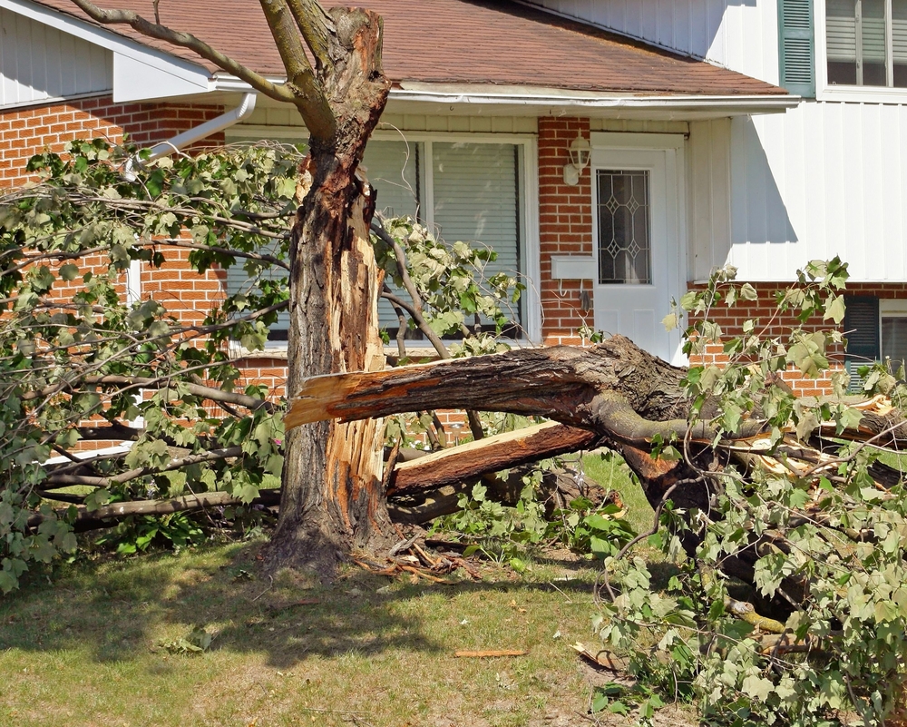 What To Do When A Tree Falls In Your Yard?