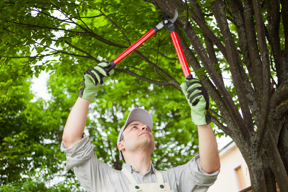 Pruning Trees in Eastern Tennessee