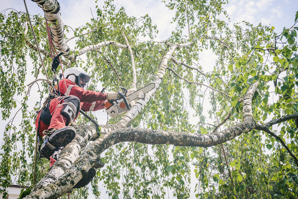 Arborist cutting branchs of a tree