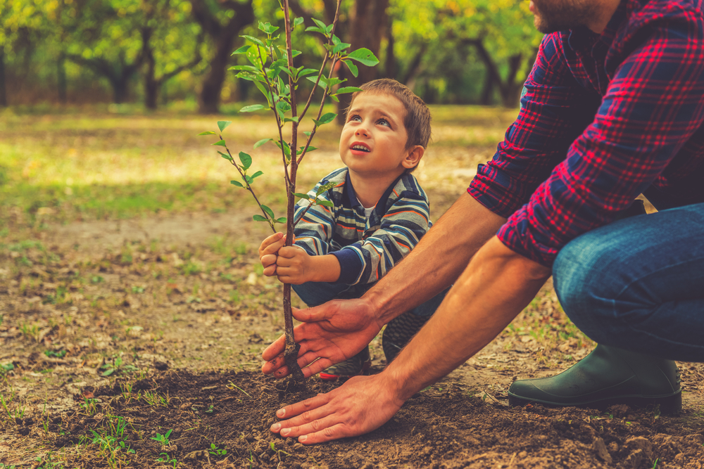 Planting a Healthy Tree