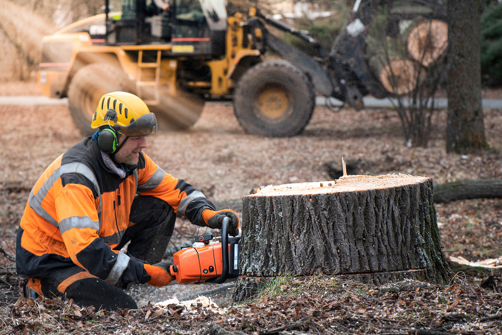 Stump Removal