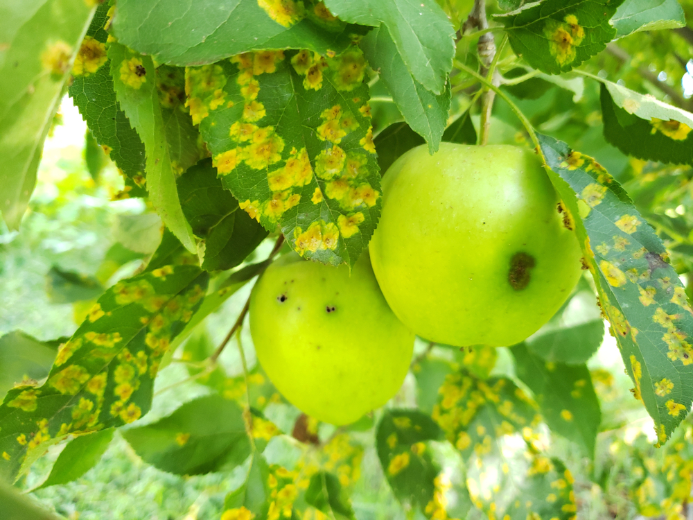 Tree Diseases