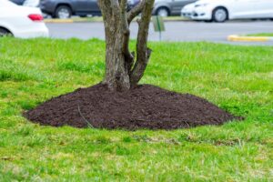 Tree Mulching