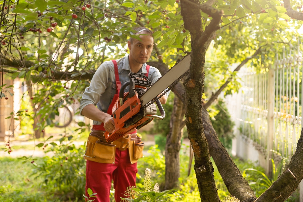 Tree Trimming - How to Trim a Tree Properly In Your Yard?