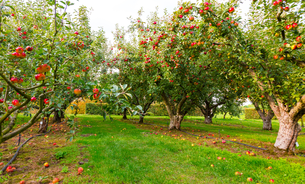 Vibrant apple trees in a garden, showcasing sustainable tree care practices.