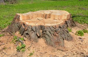 Tree Stump in Backyard