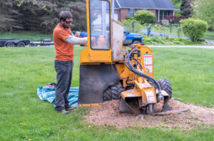 Person Using a Stump Grinder Without Safety Gear