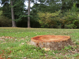 Prepared stump for grinding