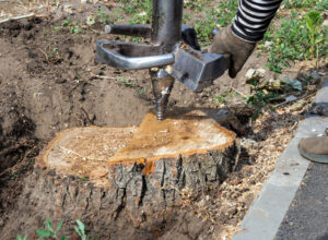 professional removing a stump