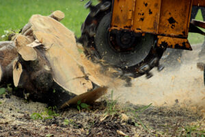 stump grinding in action