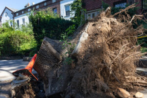 Manually Removed Stump