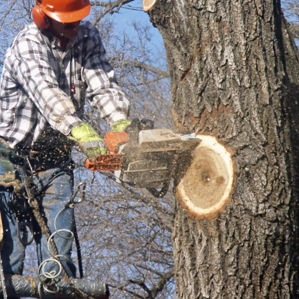 Tree Service Kingsport TN, Johnson City TN, Bristol TN