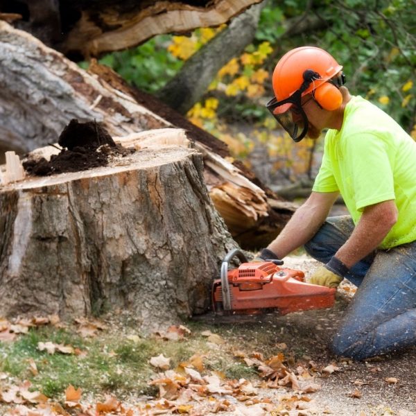 Tree Service Company Kingsport TN