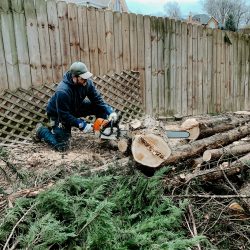 Certified Arborist Offering Emergency Tree Services