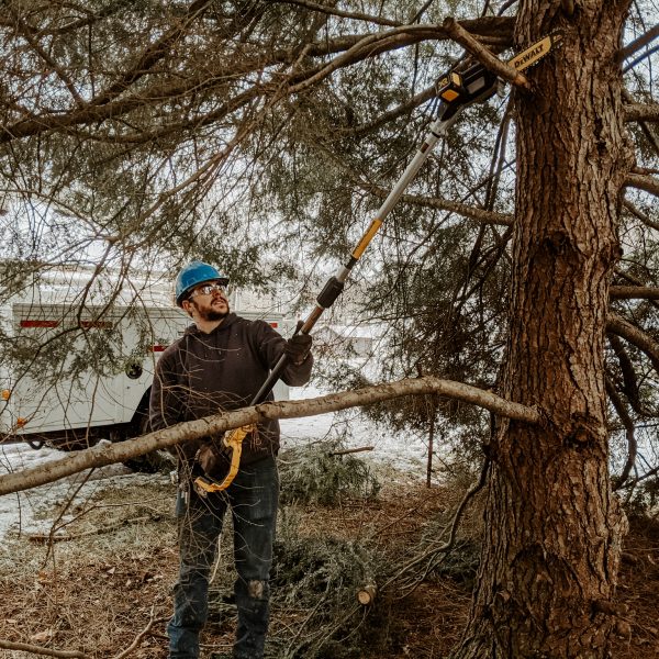 Tree Services: Tree Trimming in Kingsport TN