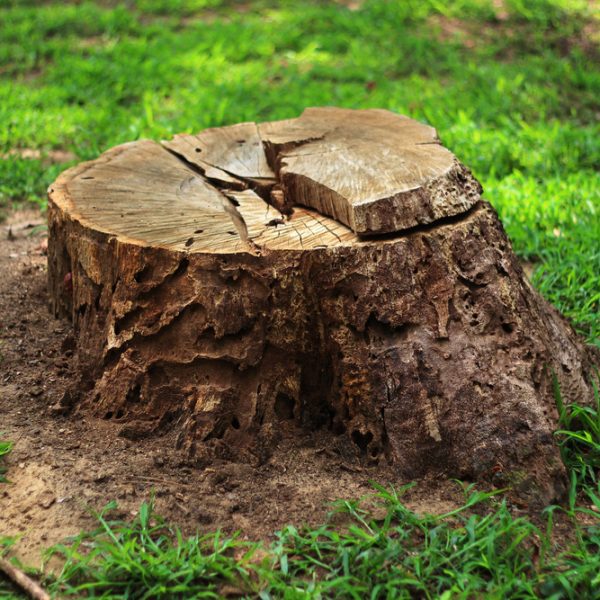 Tree Stump