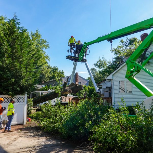 Emergency Tree Removal Service in Johnson City TN