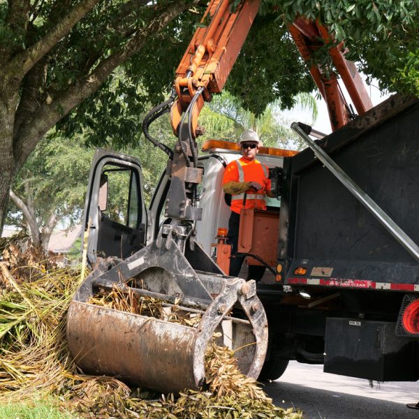 Arborist removing brush in Kingsport TN